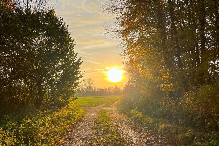 Feldweg im warmen Abendlicht zwischen herbstlich gefärbten Bäumen – Wandern rund um Bad Birnbach