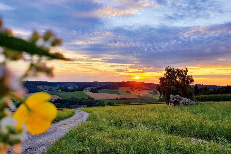 Sonnenuntergang über der hügeligen Wiesenlandschaft Niederbayerns mit geschwungenem Feldweg